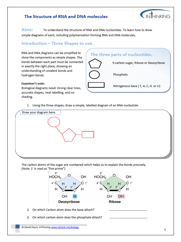 Diagraming DNA and RNA KEY | PDF | Nucleotides | Base Pair