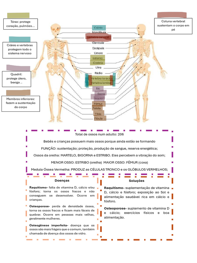 Estrutura e Funções dos Ossos e Músculos | PDF | Osso | Músculo