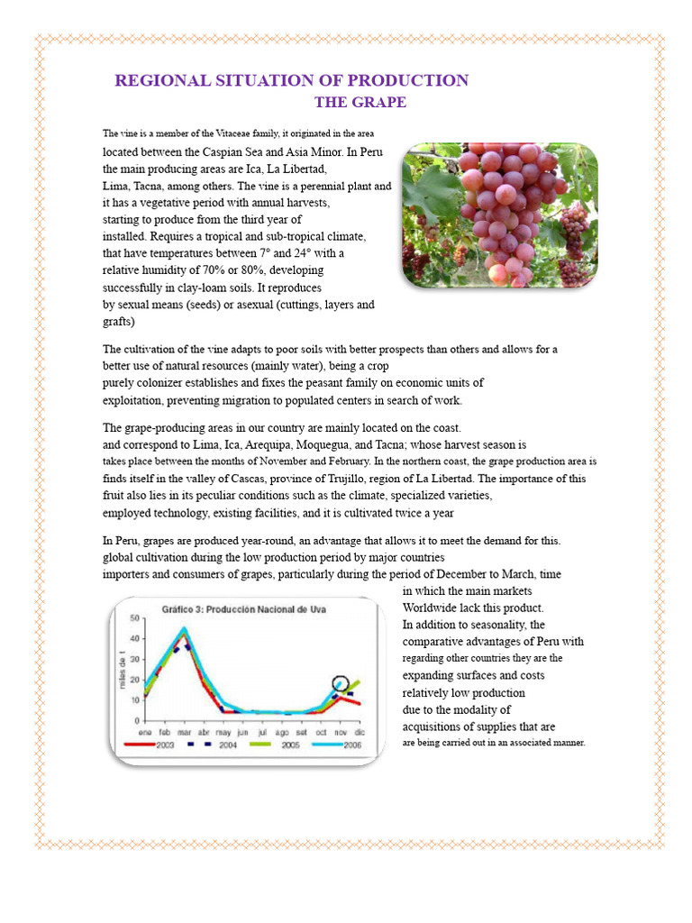 Grape Production in Peru: Regional Insights | PDF | Grape | Wine