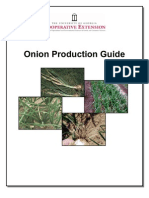 Onion Production Guide: Transplant Production