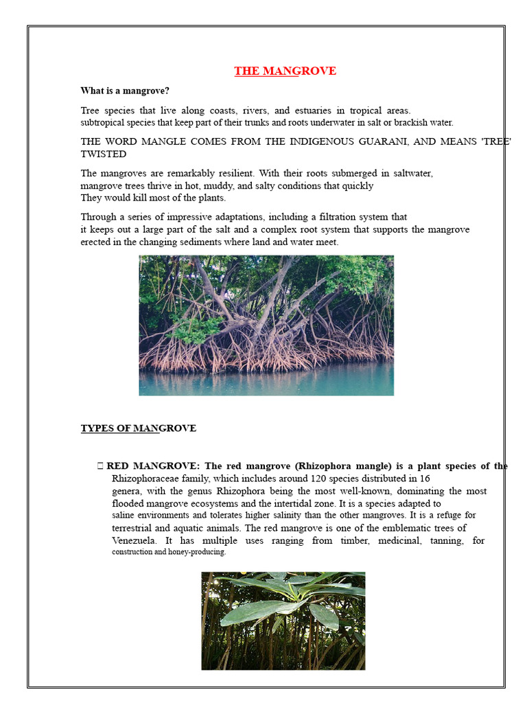 The Mangrove | PDF | Mangrove | Coast