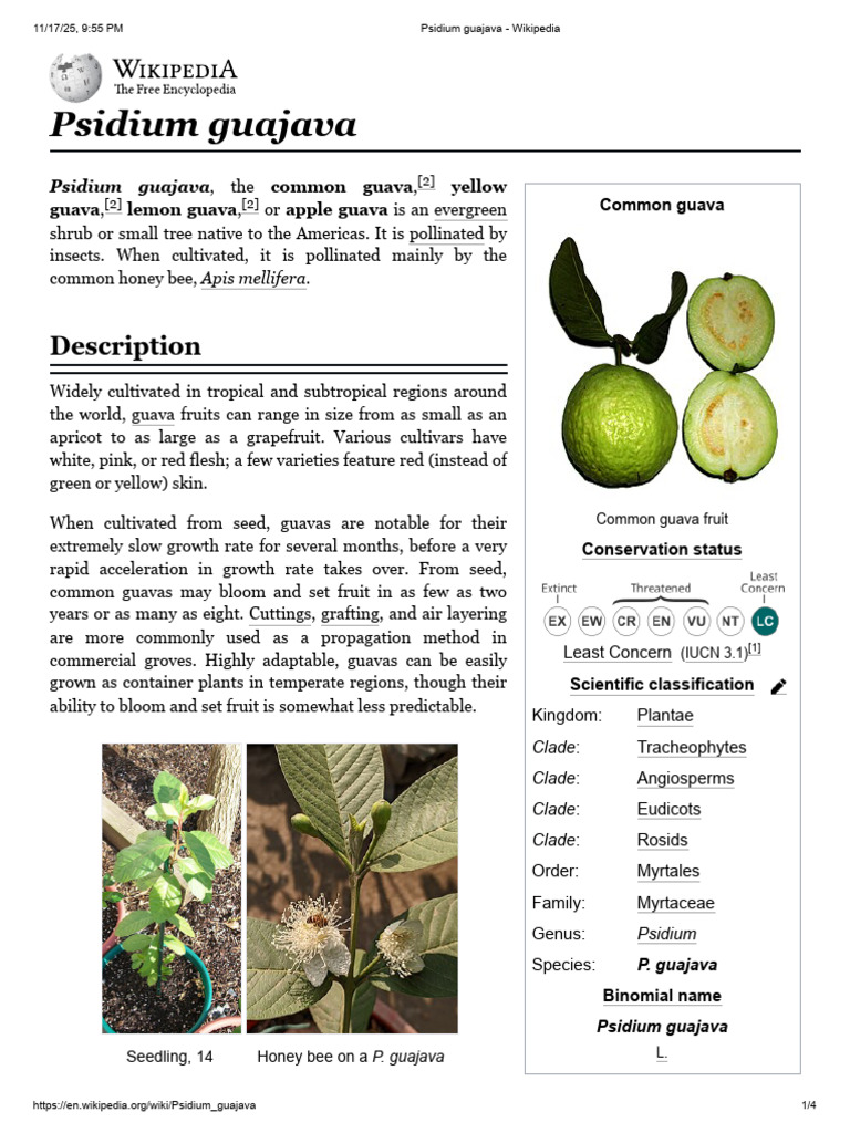 Psidium Guajava - Wikipedia | PDF | Plants | Botany
