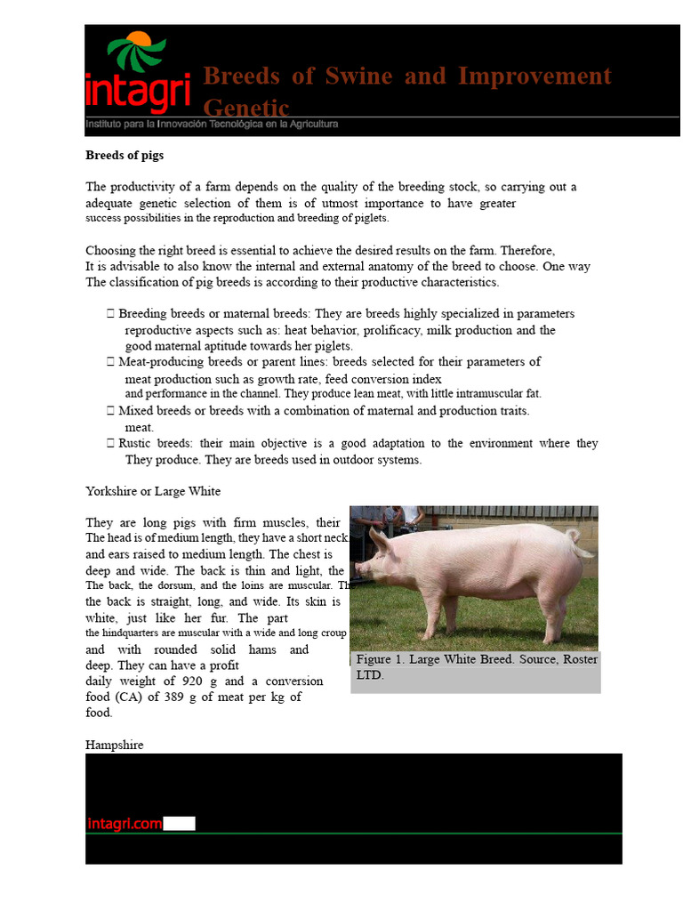 Swine Breeds and Genetic Improvement Guide | PDF | Pig | Selective Breeding