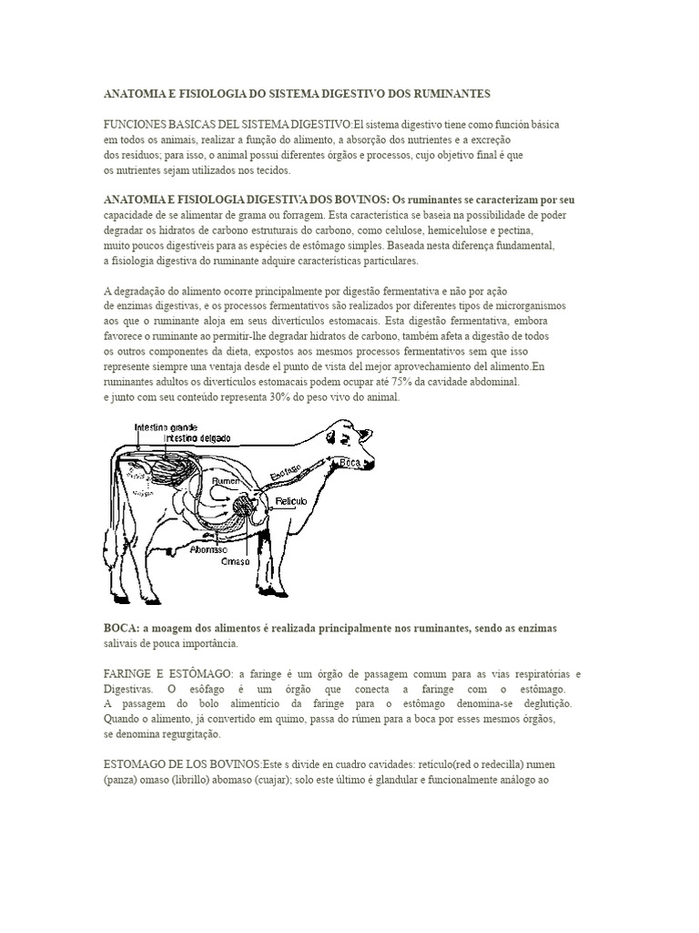 Anatomia e Fisiologia Digestiva dos Ruminantes | PDF | Ruminante ...