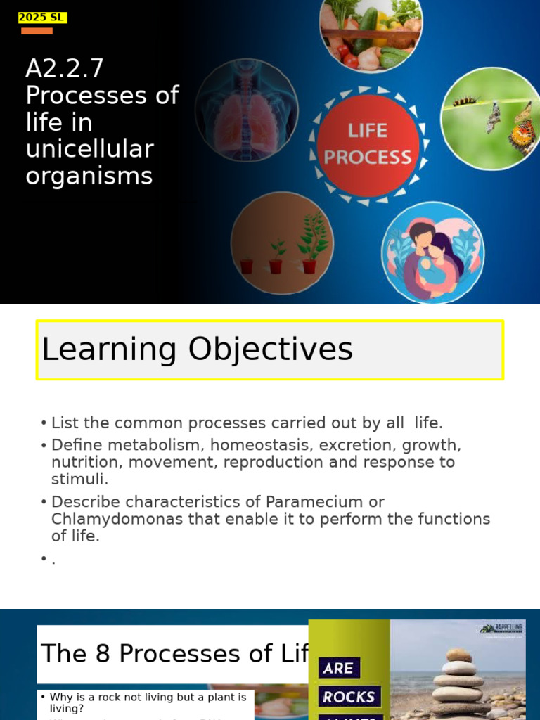 Key Life Processes in Unicellular Organisms | PDF | Cell (Biology ...