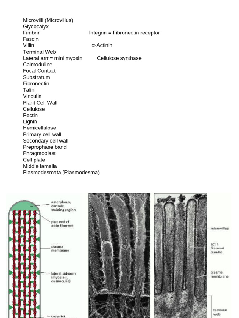 6 - Microvilli | PDF