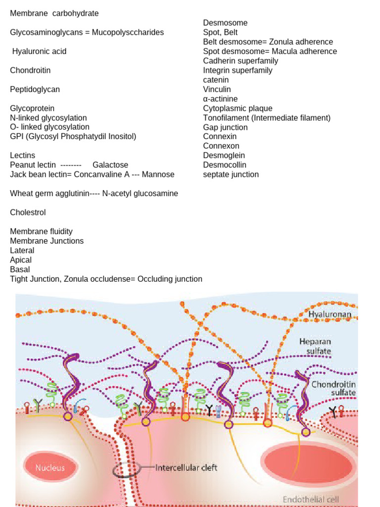 Cell Junctions and Membrane Components | PDF | Cell Adhesion | Cell ...