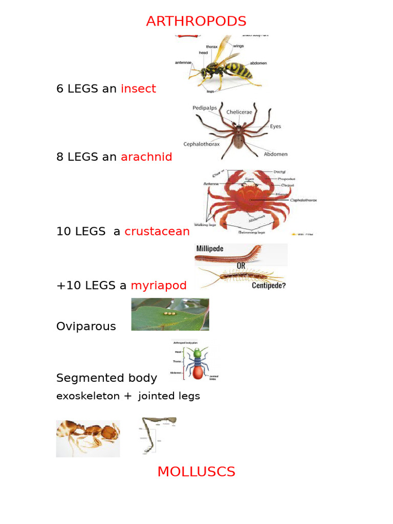 Arthropods and Molluscs | PDF