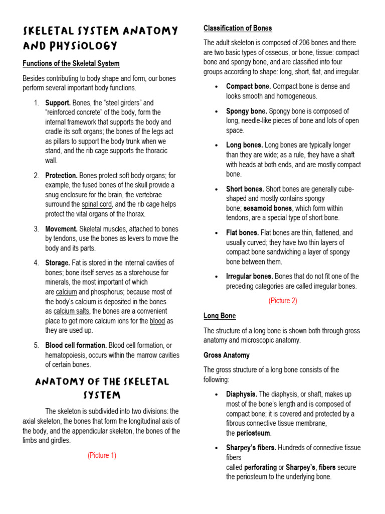 Skeletal System Anatomy and Physiology | PDF | Vertebra | Pelvis