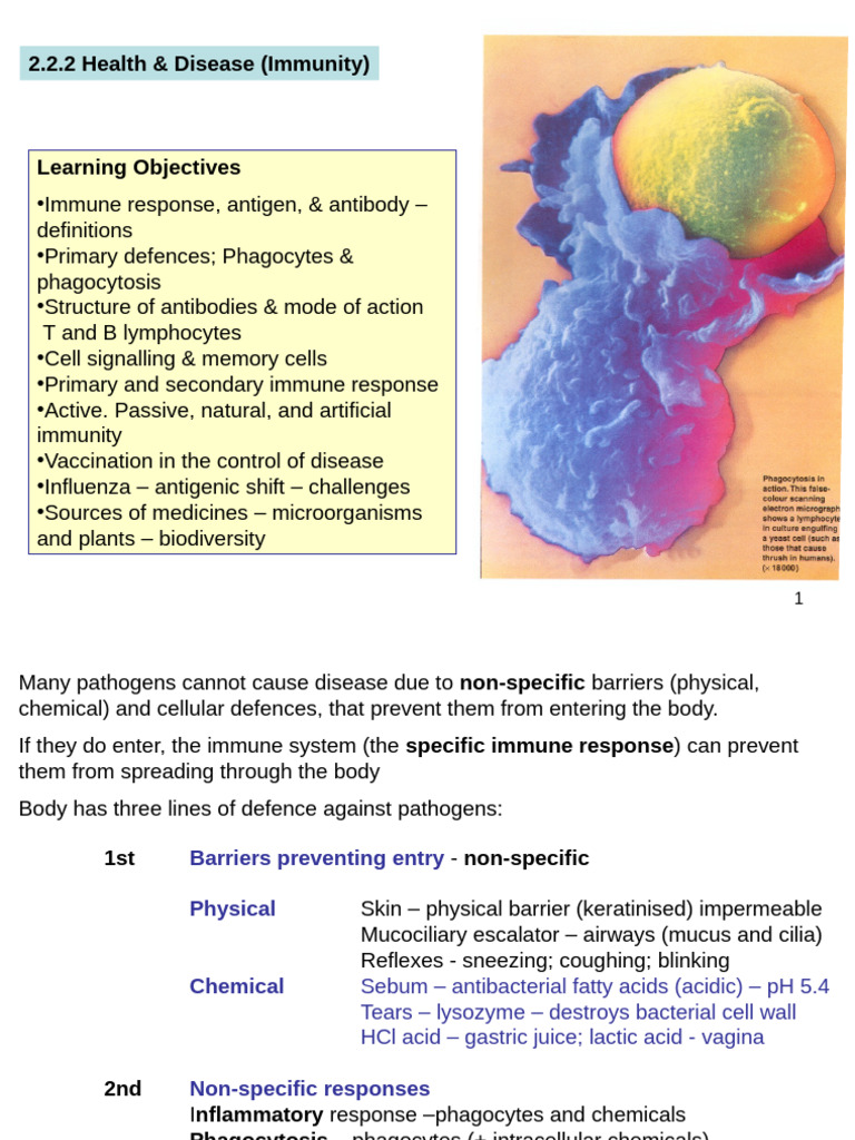 Understanding Immune Response Mechanisms | PDF | Immune System | Vaccines