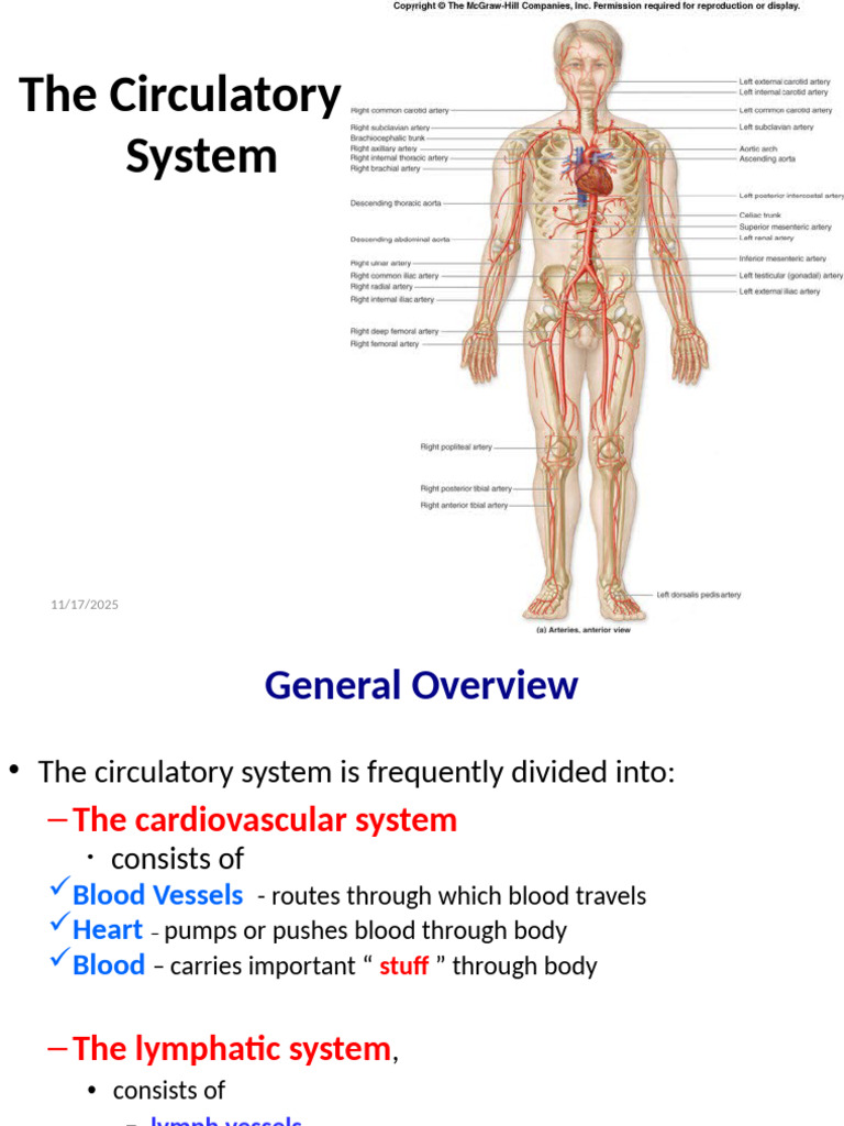 Overview of the Circulatory System | PDF | Heart Valve | Atrium (Heart)