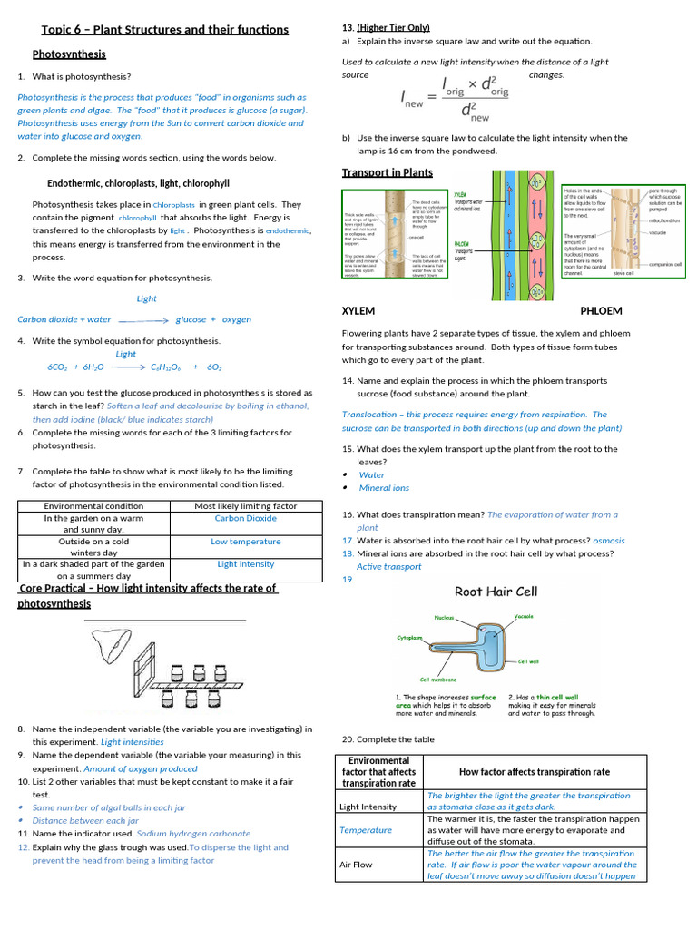 Photosynthesis and Plant Structures Guide | PDF | Photosynthesis | Stoma