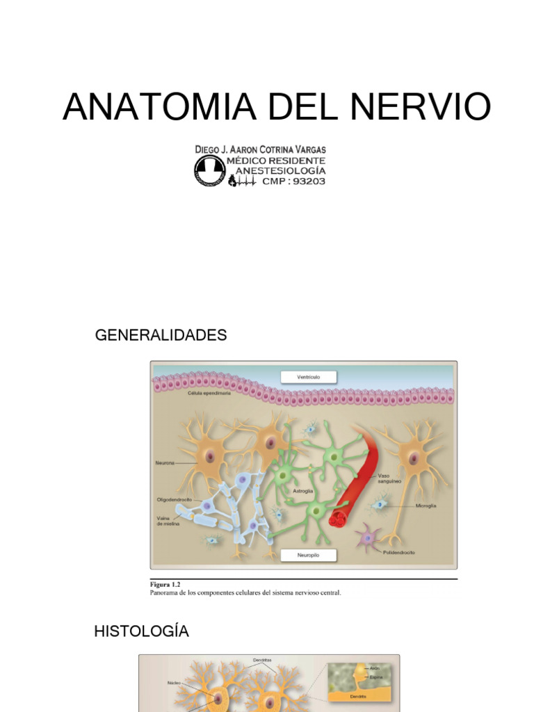 Anatomia Del Nervio 07.10.2024 | PDF | Neurona | Sinapsis