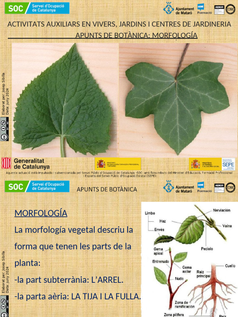 BOTANICA 1 Morfología 2024 | PDF