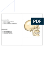 Suturas craneales - dibujo médico