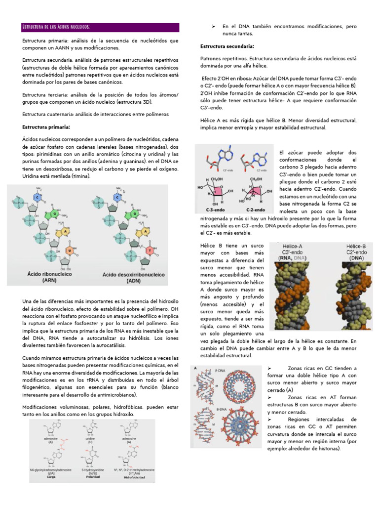 Estructura de ácidos nucleicos: tipos y funciones | PDF | Adn | Rna