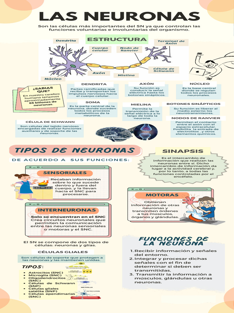Partes y funciones de las neuronas | PDF | Neurona | Sinapsis