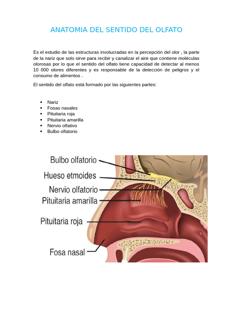 Sentido Del Olfato | PDF