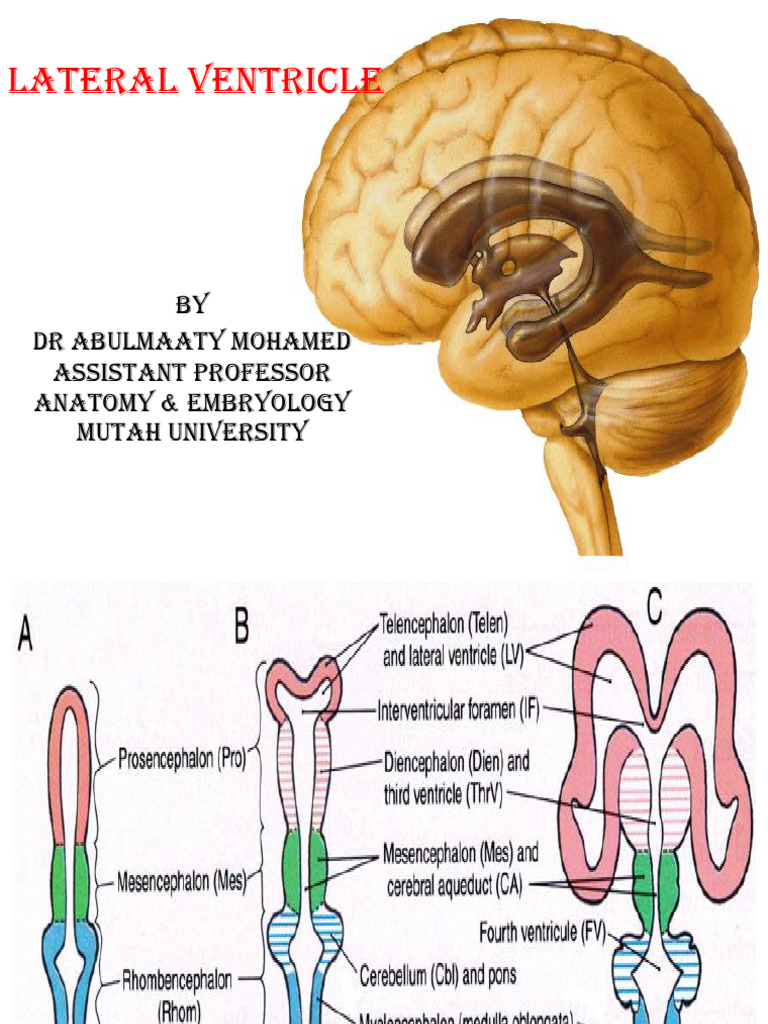 anatomy-of-the-lateral-ventricle-pdf