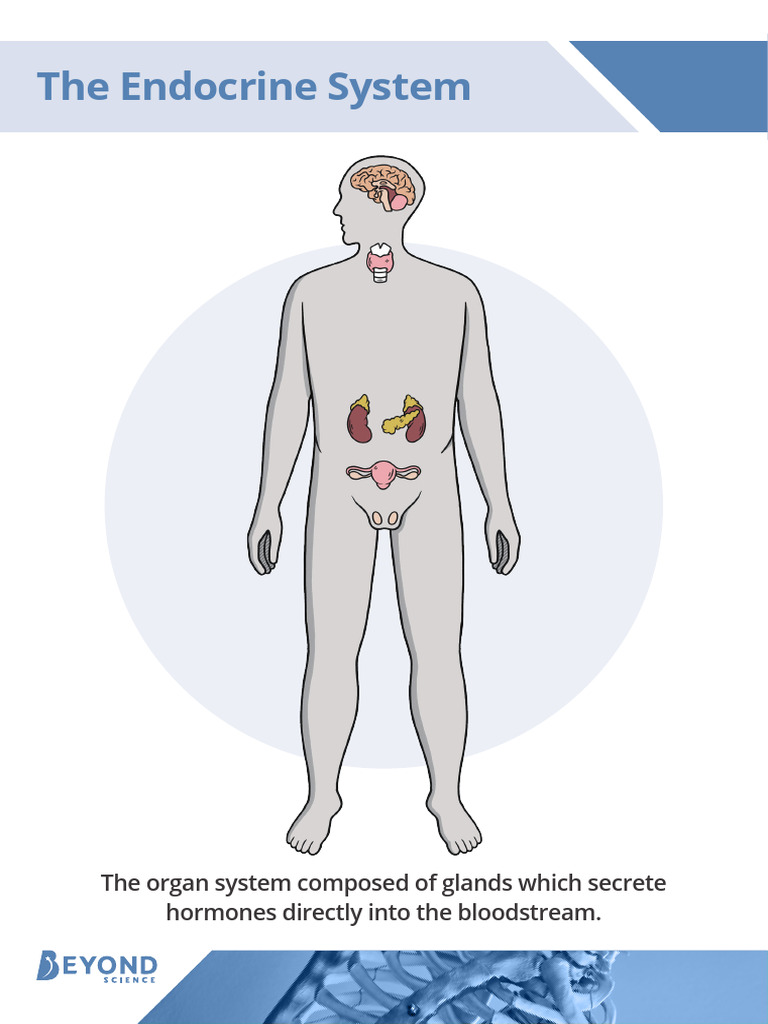 Endocrine System Display Poster | PDF