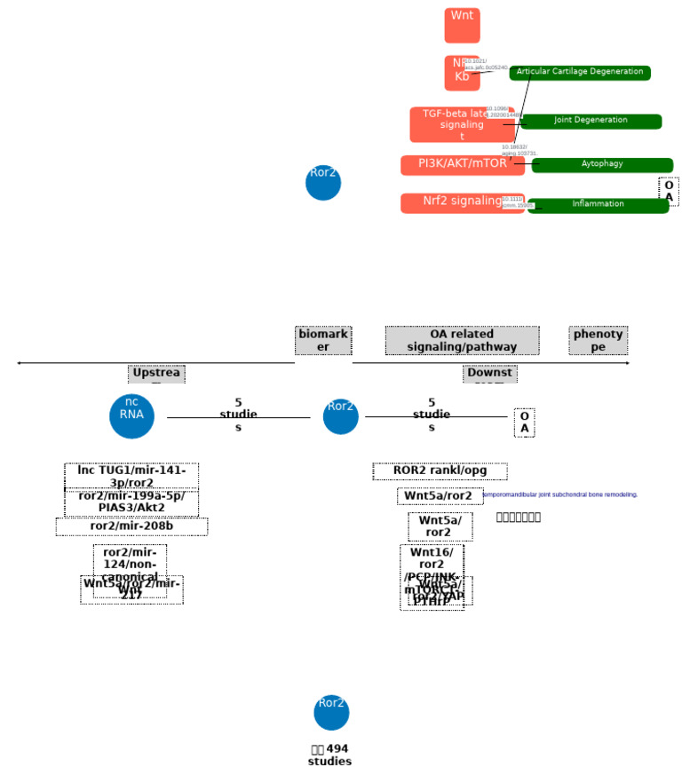 Ror2 Signaling in Joint Degeneration | PDF