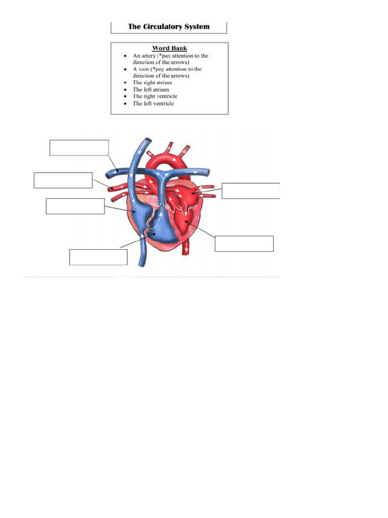 Practice - Circulatory System | PDF
