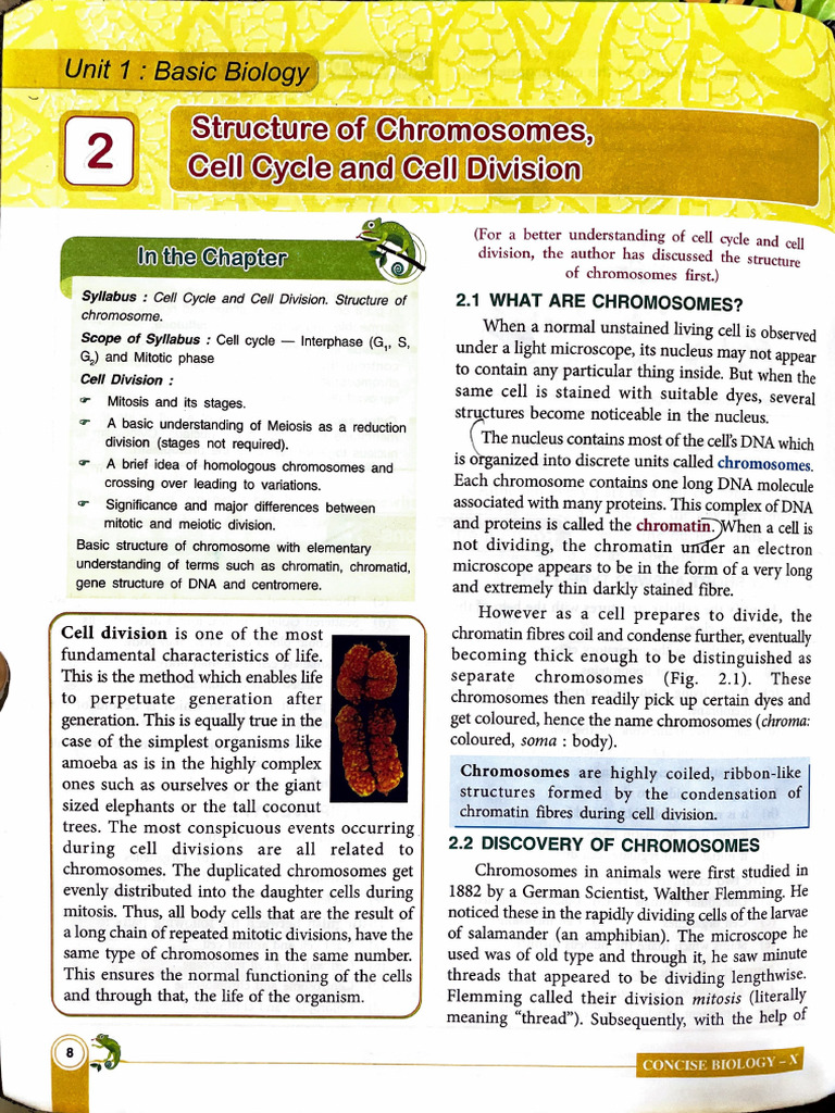 Cell Cycle and Chromosome Structure | PDF | Mitosis | Dna