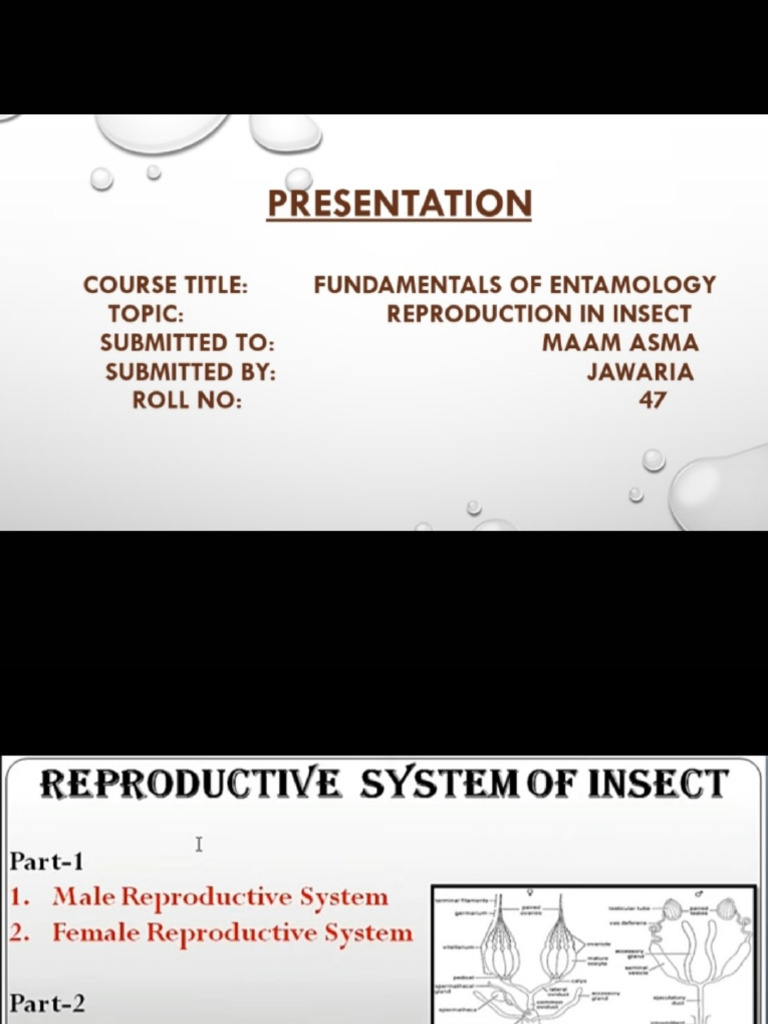 Reproduction in Insect | PDF