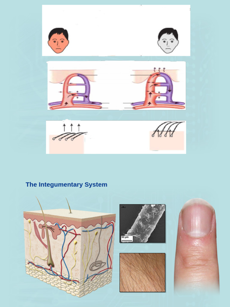 Overview of the Integumentary System | PDF | Integumentary System | Skin