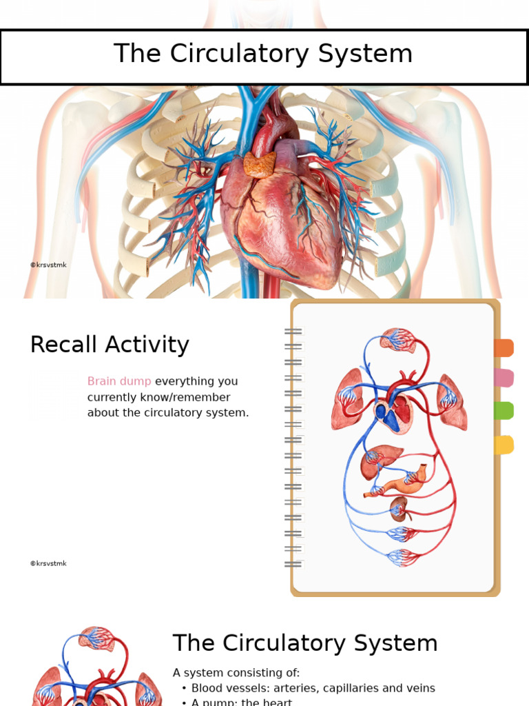 Overview of the Circulatory System | PDF | Heart | Heart Valve