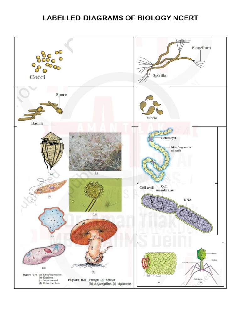 Labelled Diagrams Bio Ncert Compressed | PDF