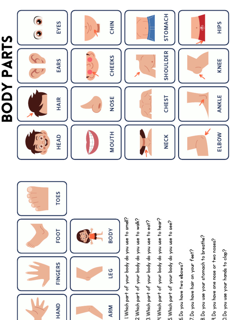 Body Parts and Their Functions Quiz | PDF