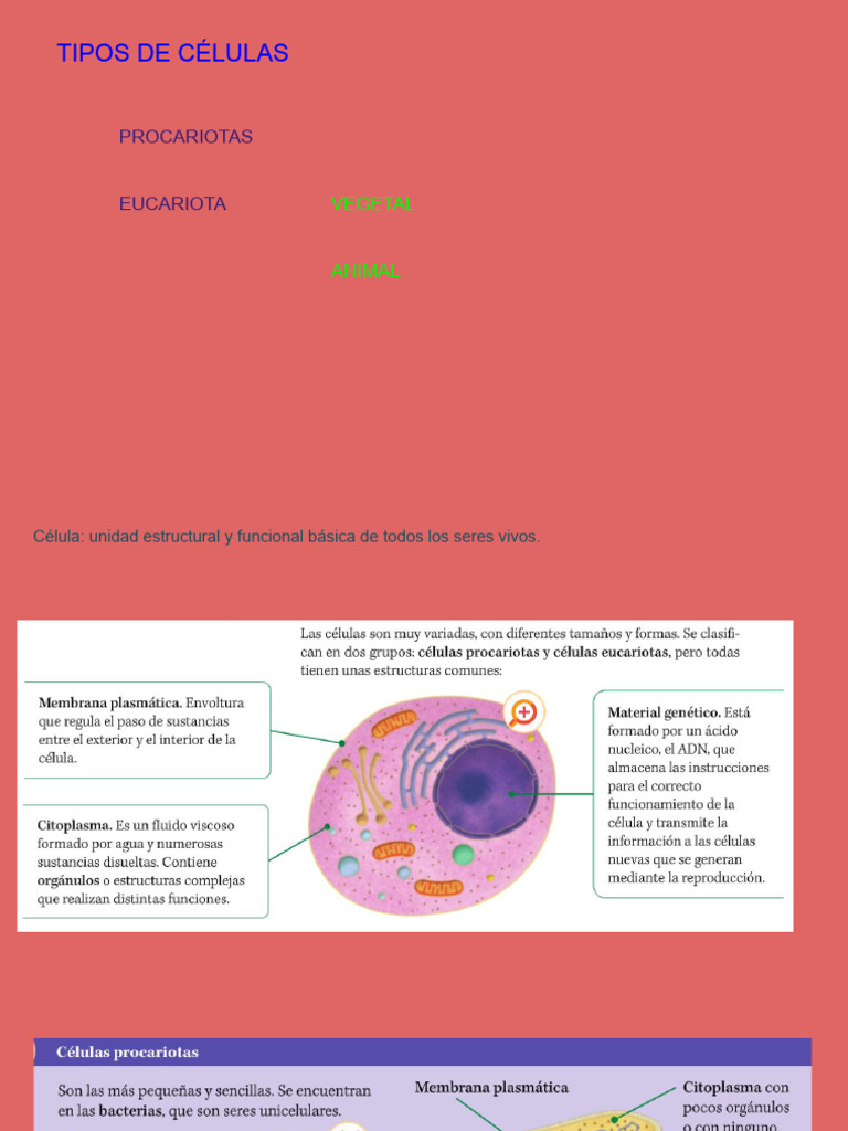 Tipos de Células: Procariotas y Eucariotas | PDF | Biología Celular ...