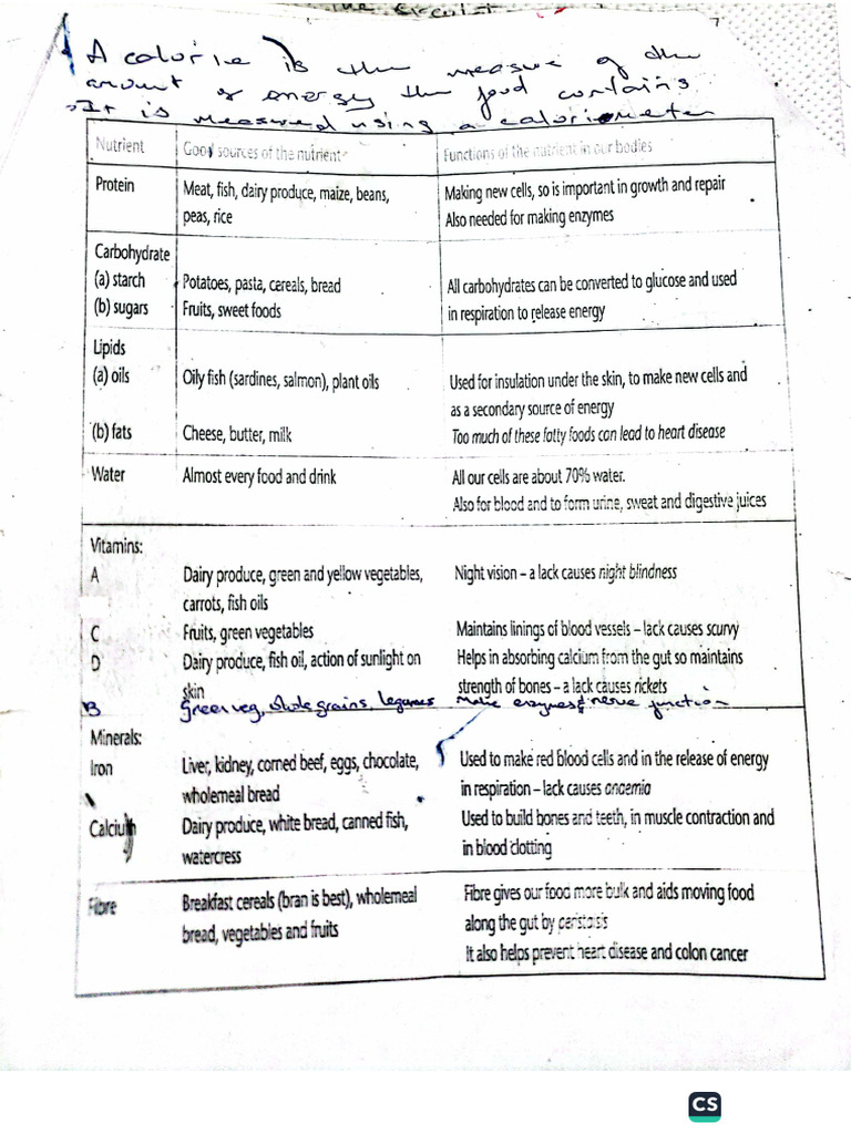 Digestive System Notes Part 2 | PDF