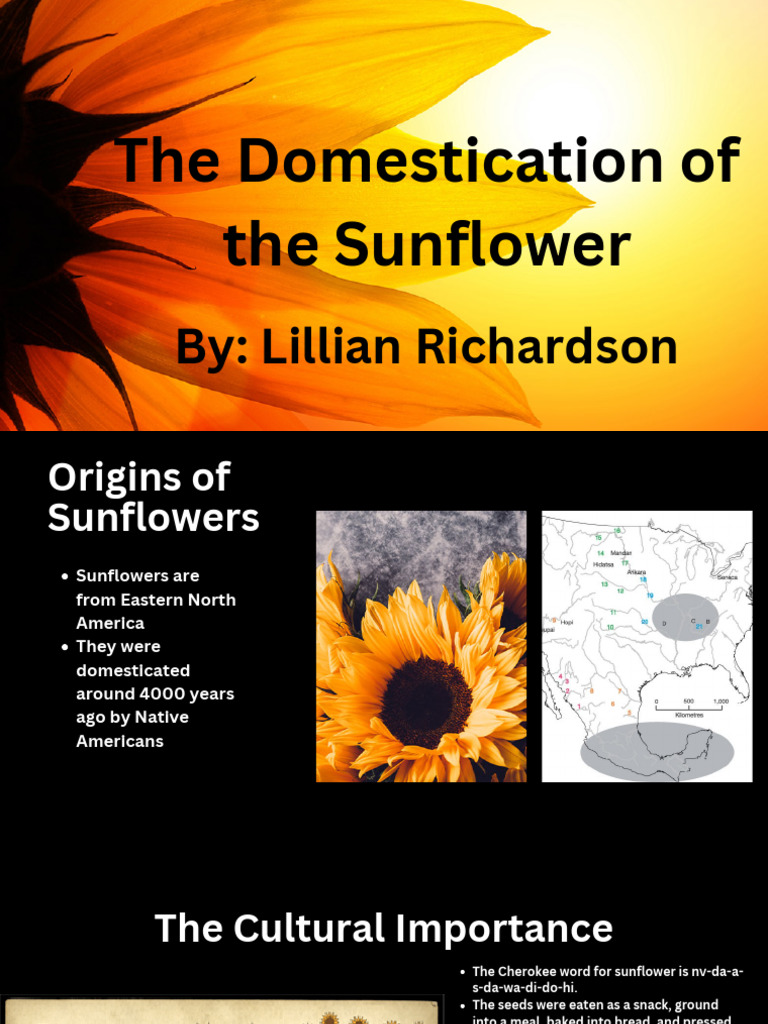 The Domestication of The Sunflower | PDF | Agriculture | Vegetables