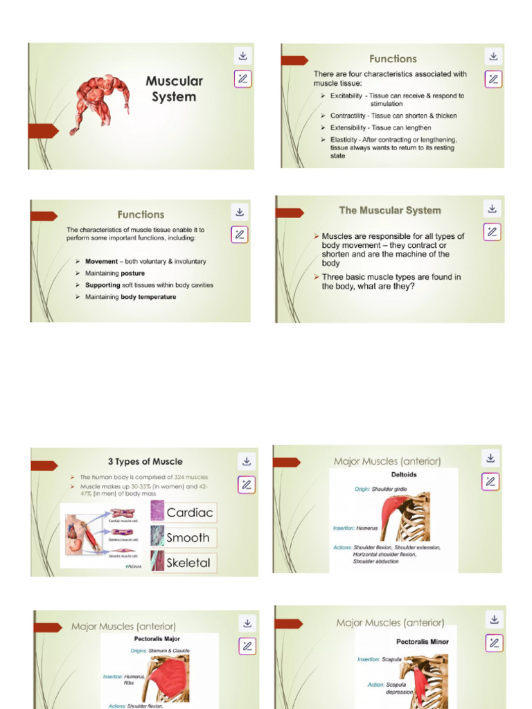Muscles | PDF