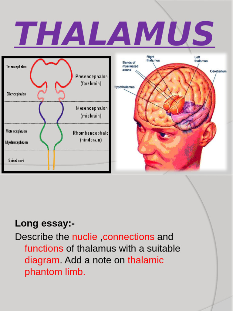 Thalamus Mbbs 2021 | PDF | Thalamus | Cerebral Cortex