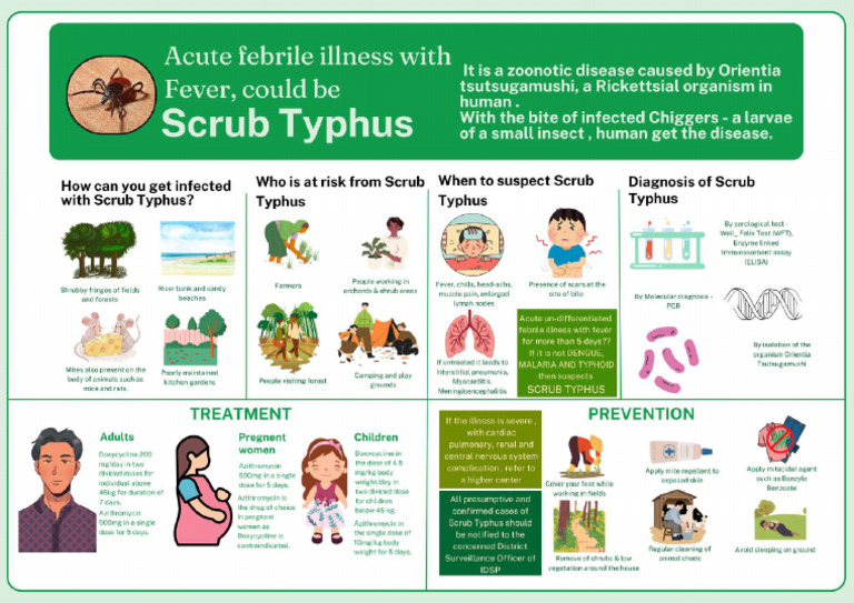 Scrub Typhus | PDF