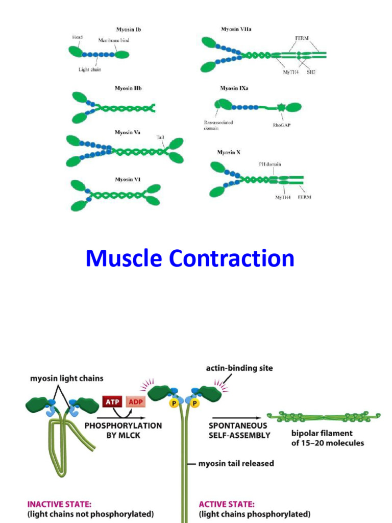 Muscle Contraction | PDF