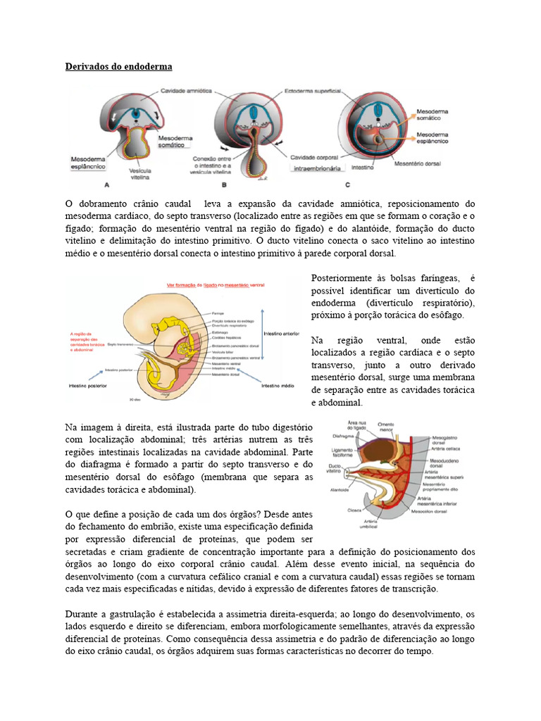 Derivados do Endoderma e Desenvolvimento Orgânico | PDF | Anatomia ...
