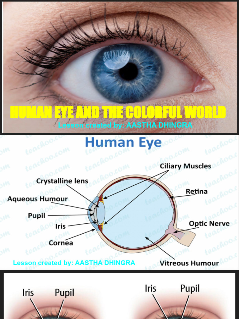 Human Eye Notes Tution | PDF | Rainbow | Eye