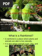 Four Layers of the Rainforest Explained | PDF | Rainforest | Canopy ...