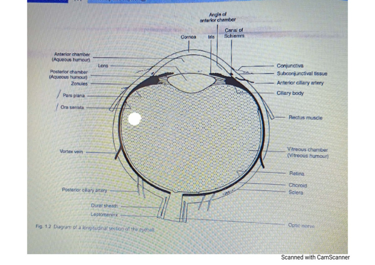 Longitudinal Section of The Eyeball | PDF