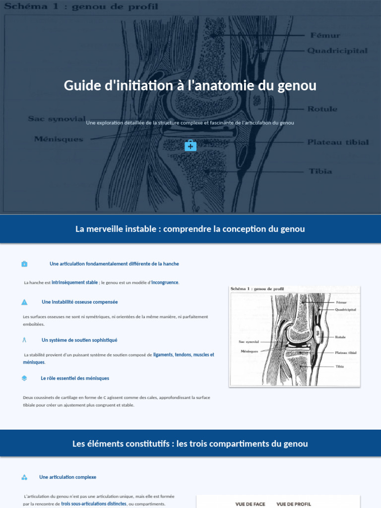 Guide D'initiation À L'anatomie Du Genou | PDF | Genou | Articulation ...