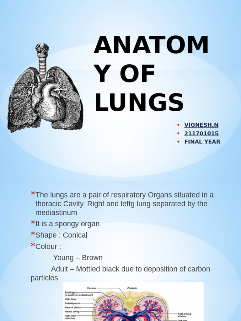 Anatomy of the Human Lungs Explained | PDF | Lung | Circulatory System