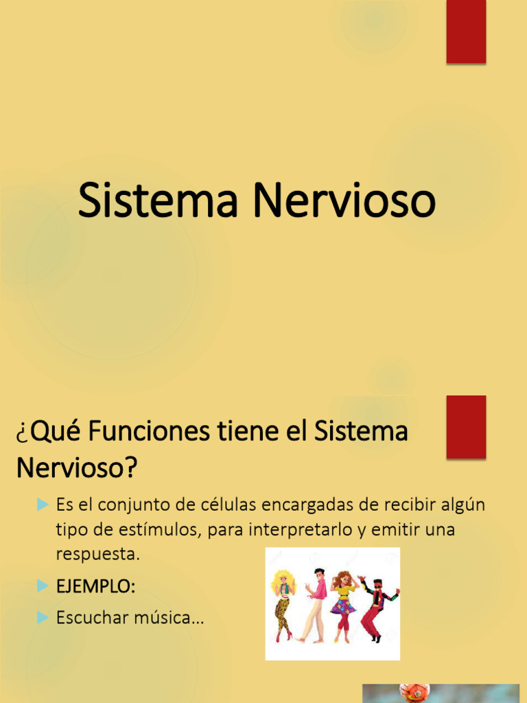 4 - Sistema Nervioso 24-25 | PDF | Sistema nervioso | Cerebro