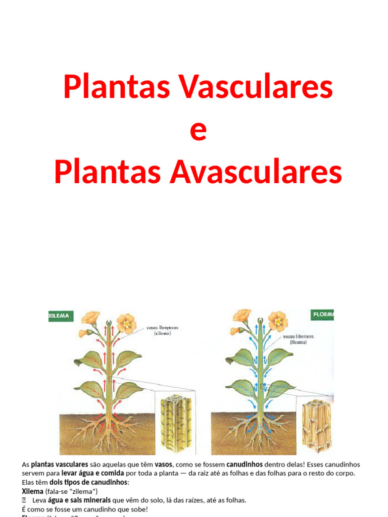 Diferenças entre Plantas Vasculares e Avasculares | PDF