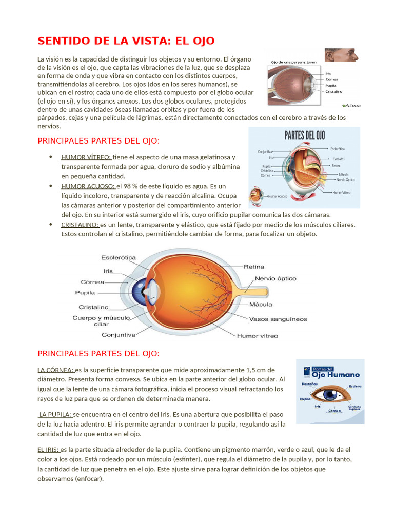 Sentido de La Vista | PDF | Oído | Ojo
