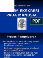 Sistem Ekskresi Pada Manusia