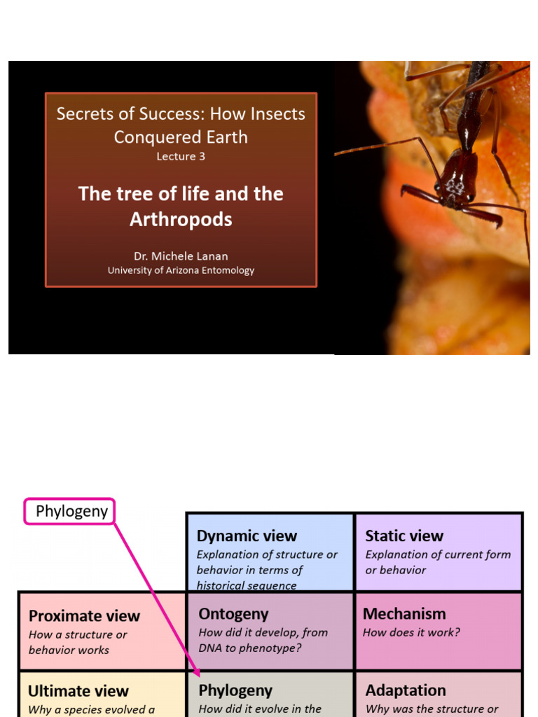 Lecture 3 The Tree of Life and The Arthropods | PDF | Eukaryotes | Clade